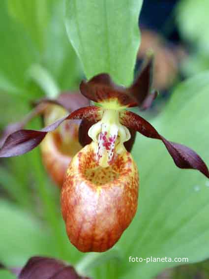 Орхидея. Венерин башмачок, шансийский