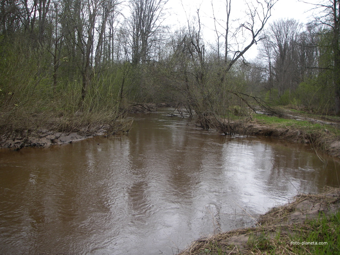 Река Пола ниже деревни Вешки. Река течет в лесу в низких берегах. Завалов очень много.