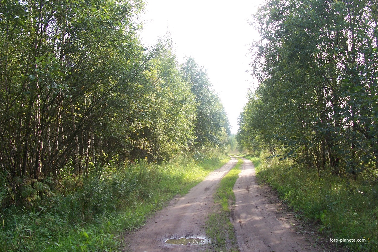 Начало дороги из Долматово в Гостевщину, расстояние всего около 2,5-3,0 км