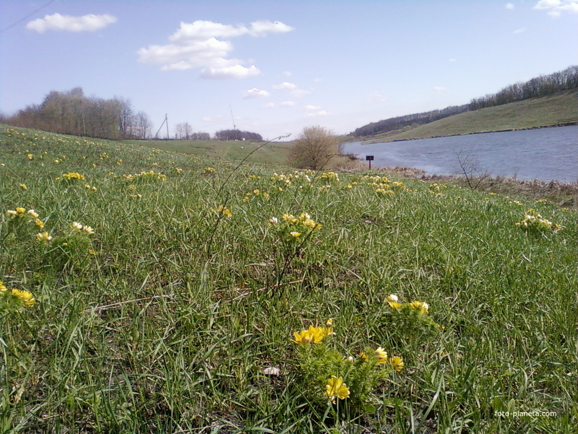 первоцветы