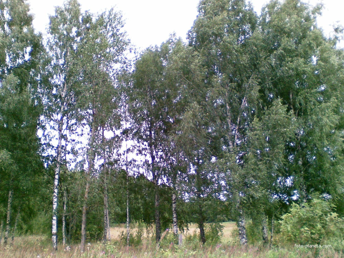 лес за огородом