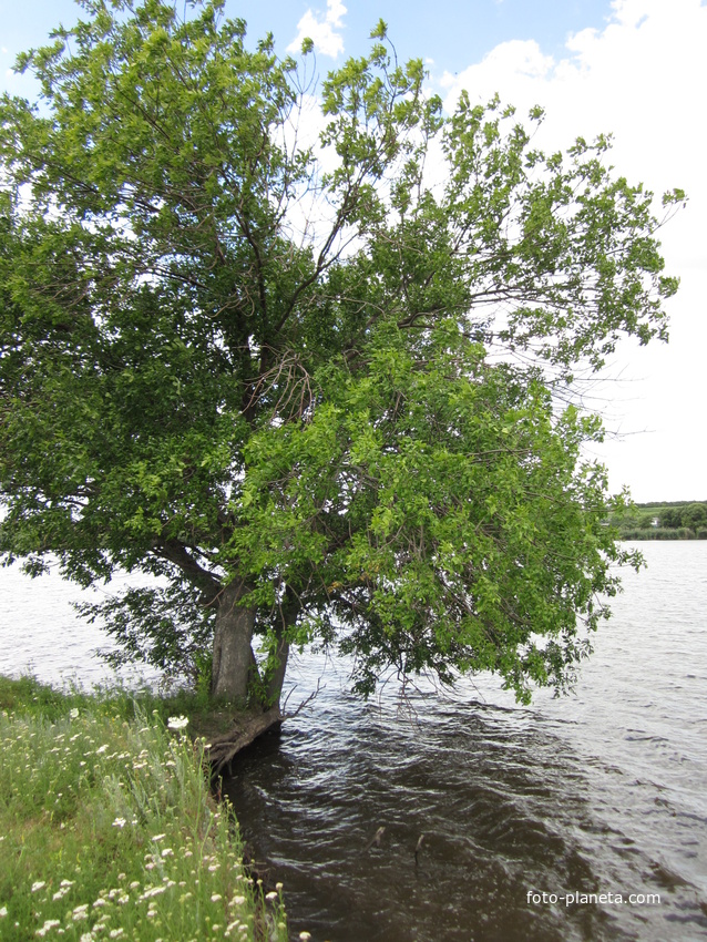 Возле ставка