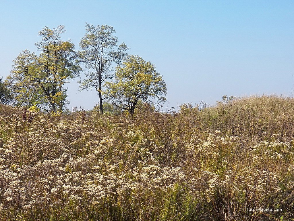 Луг у Путепровода