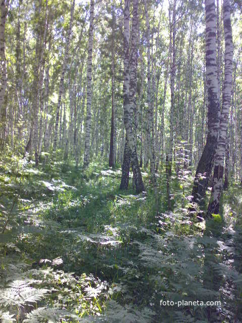 Карлыхановский лес