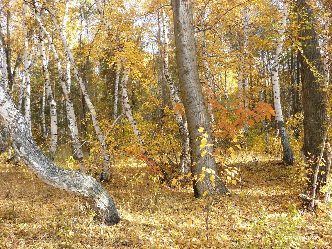 Осень в Гамалеевке