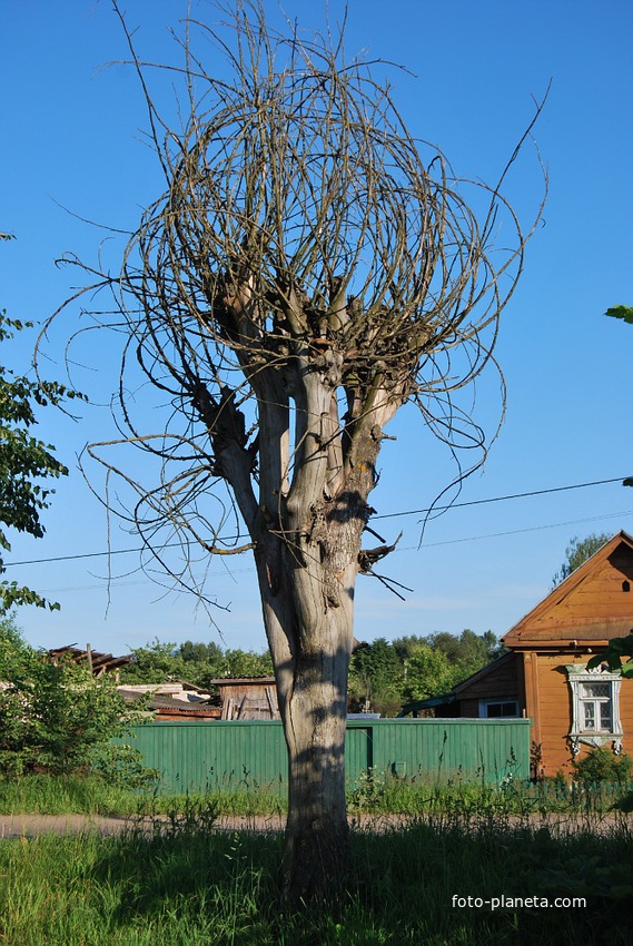 Старое дерево