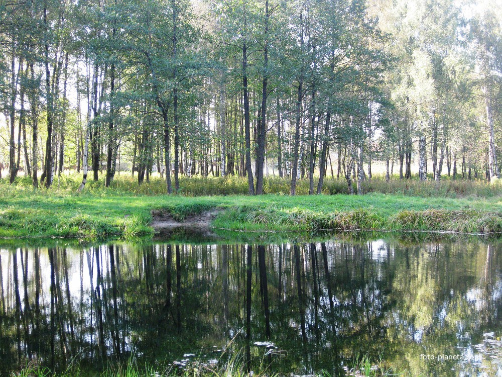 Лесное зеркало