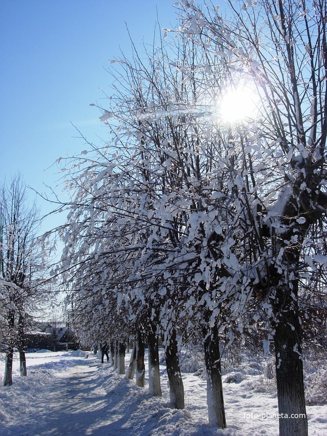 Зимняя аллея