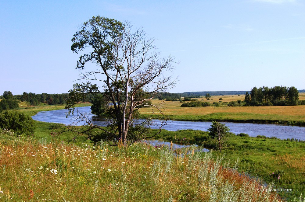 Дерево у реки