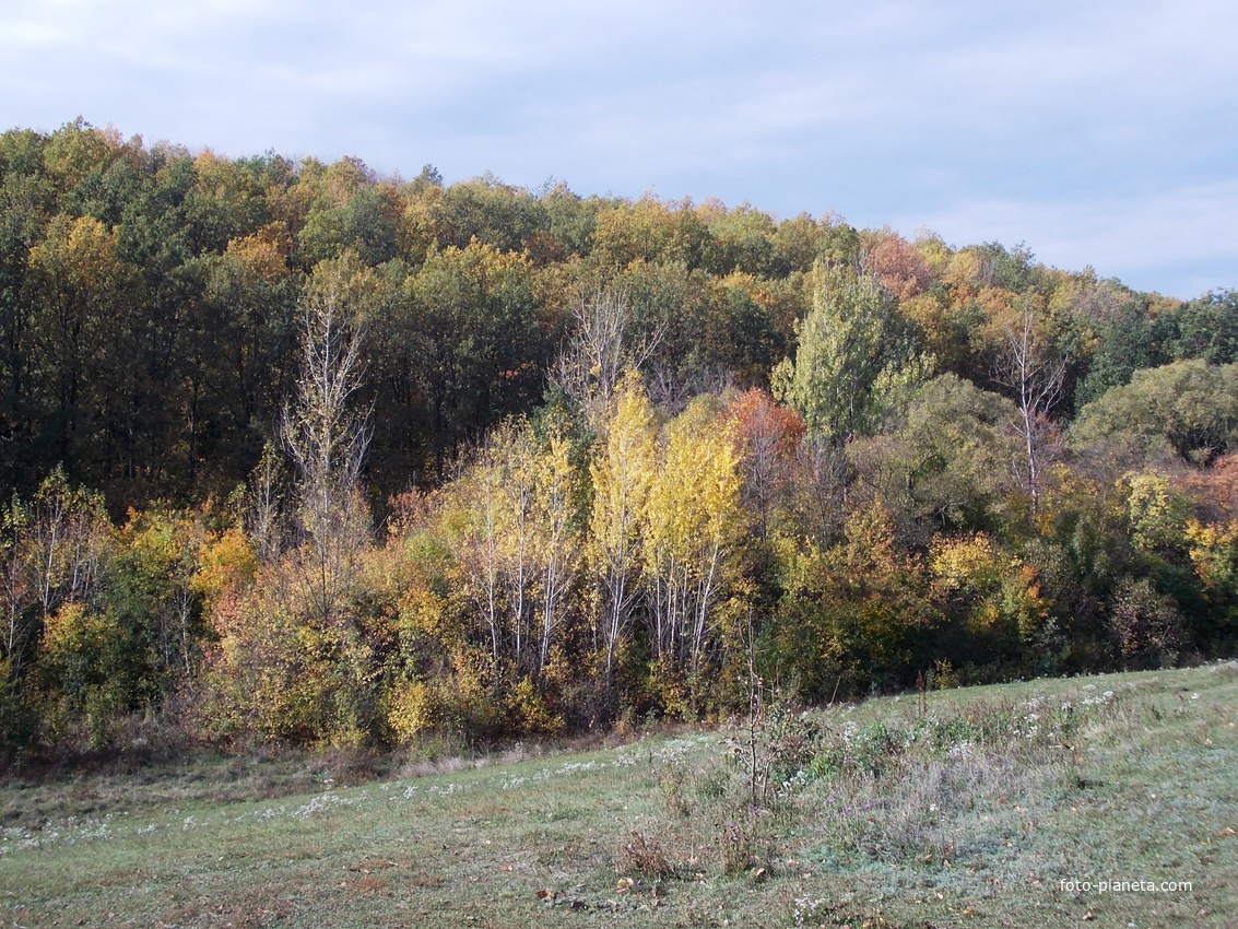 Лес на окраине посёлка осенью.