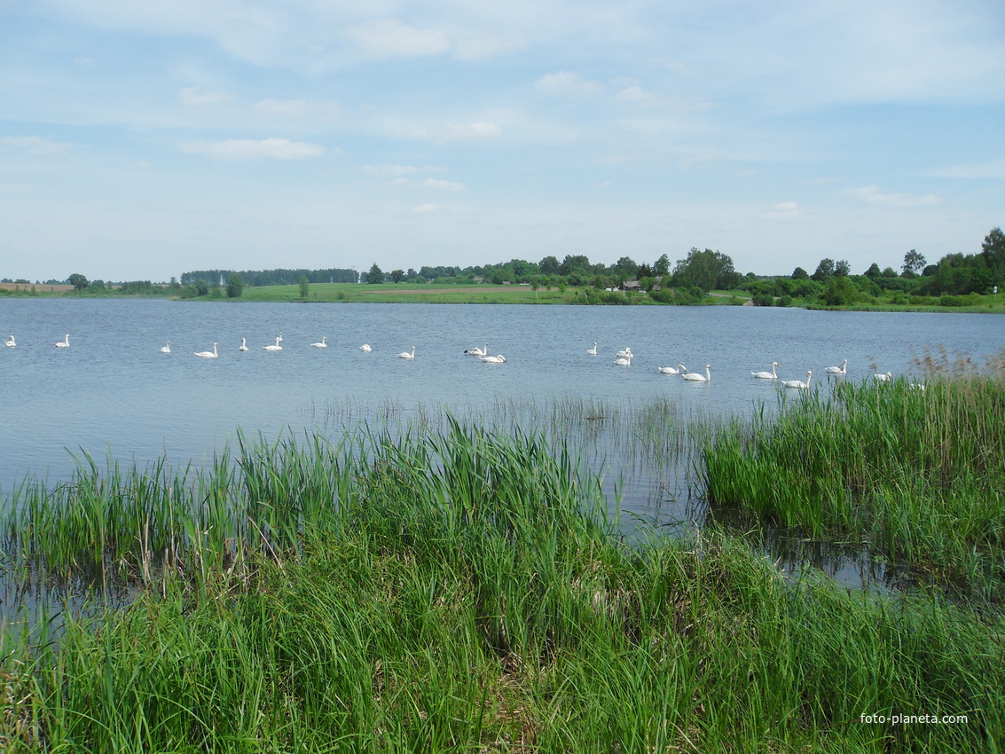 Лебеди-красавцы на озере в п.Андраны