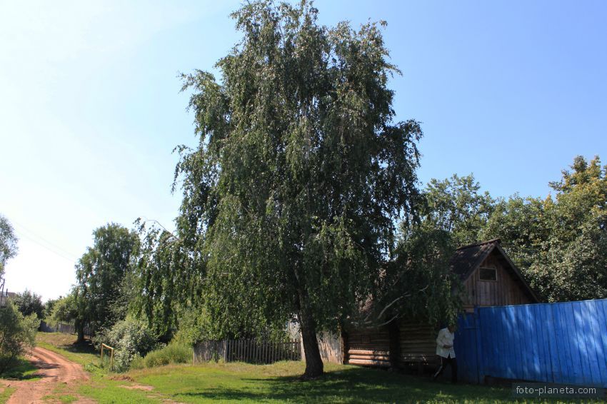 Алтаево. Береза.