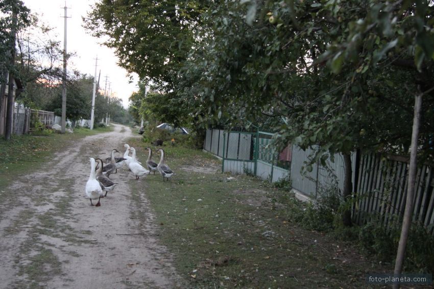 ул.Комарова, Базалия