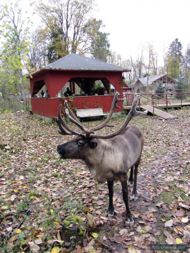 Шадырицы. Приют Белоснежки.