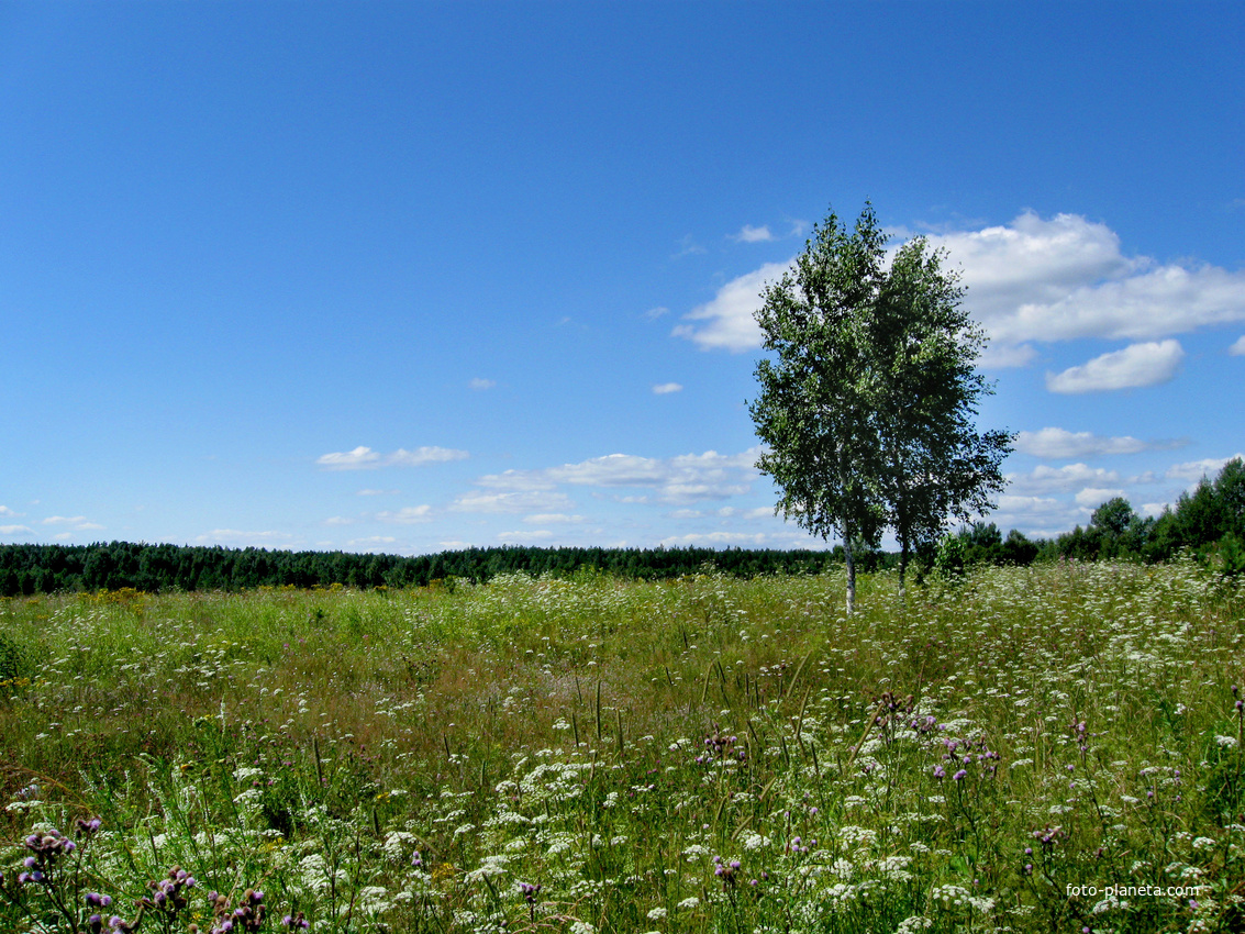 с.Пелегово (в поле)