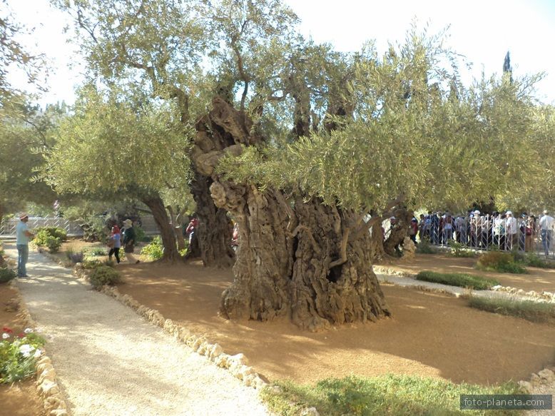 Єрусалим.Древнє оливкове дерево.