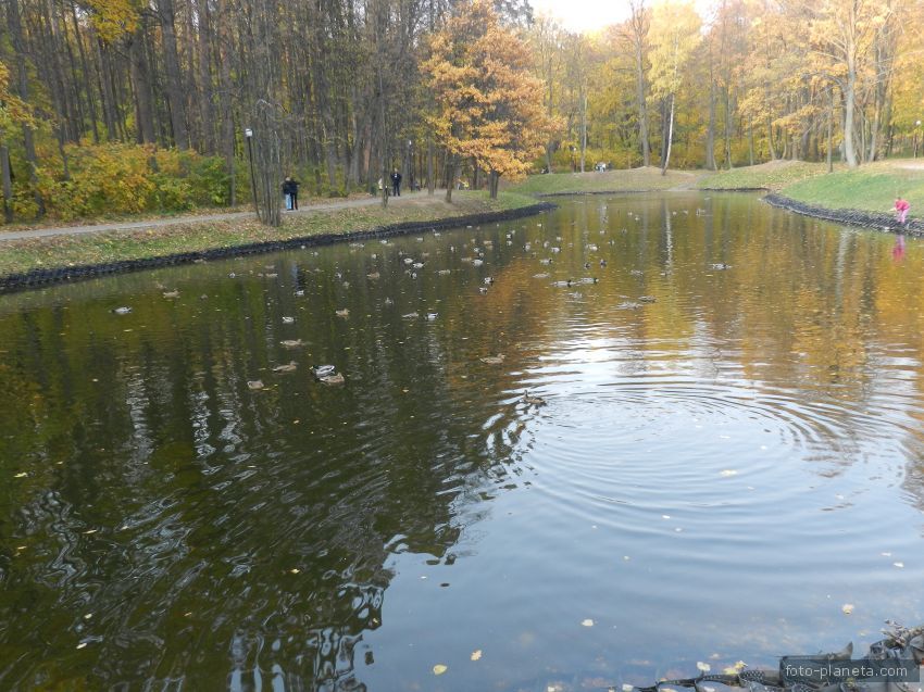 пруд в парке кмз осенью