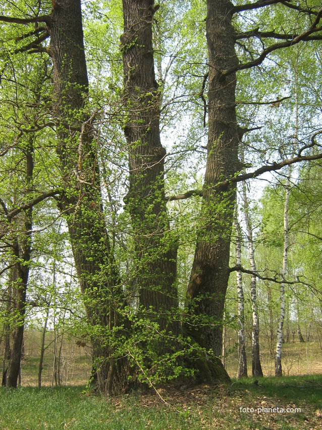 Три богатыря