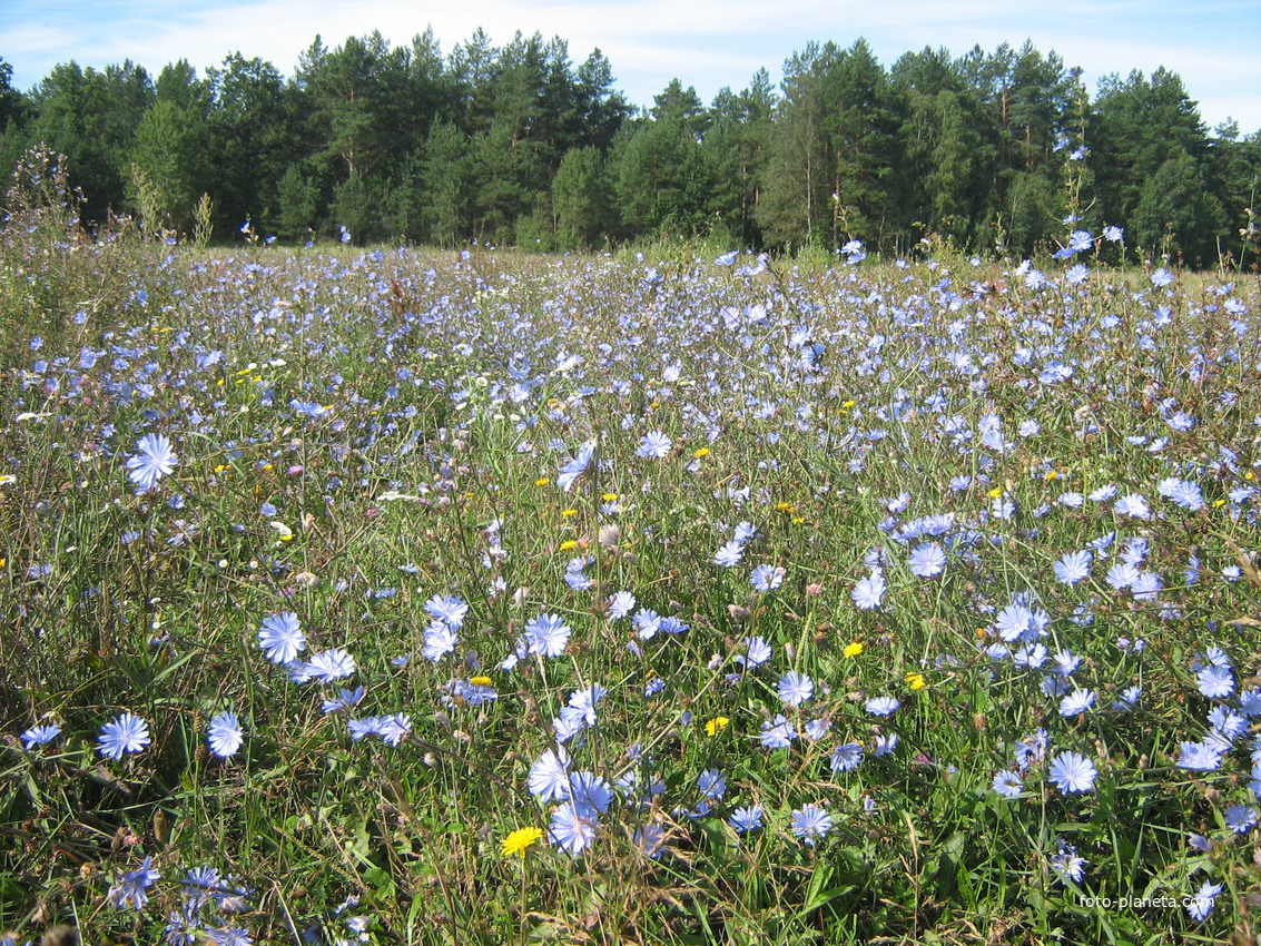 Цветет цикорий