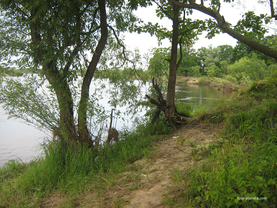 На берегу Сожа