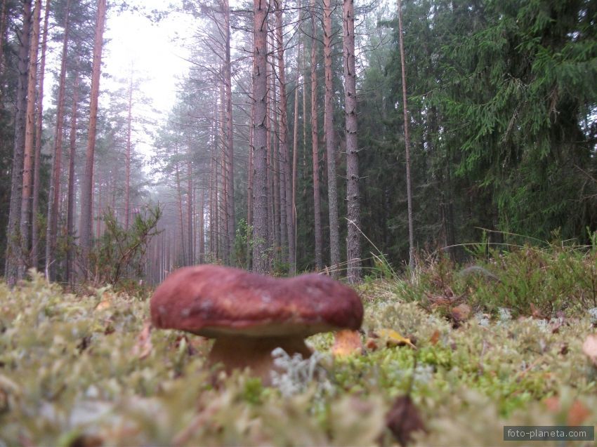 Такие грибы растут в Мерёжских лесах