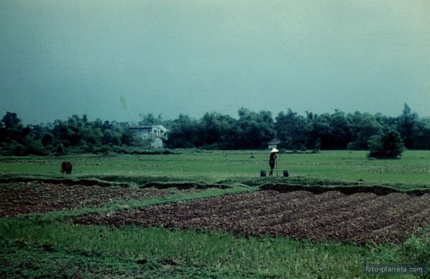 Пригород Ханоя, плантация