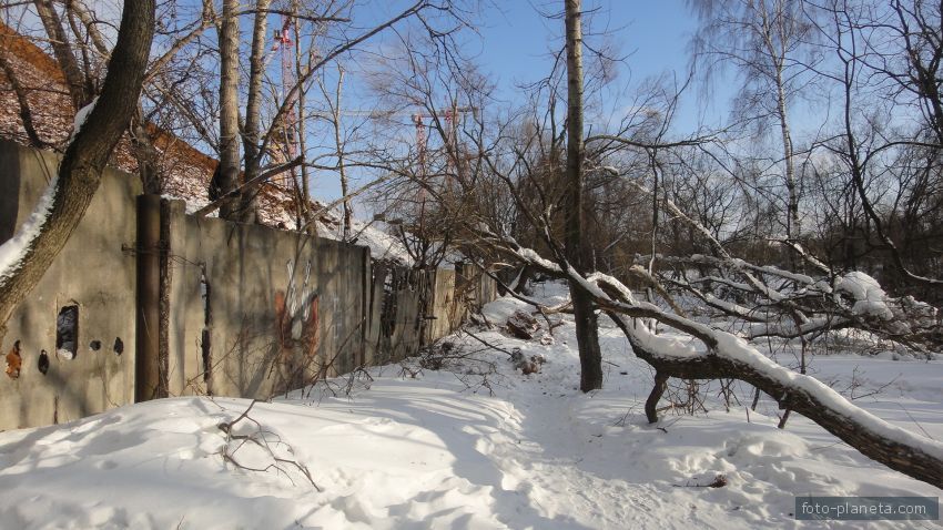 Поваленные деревья у пруда