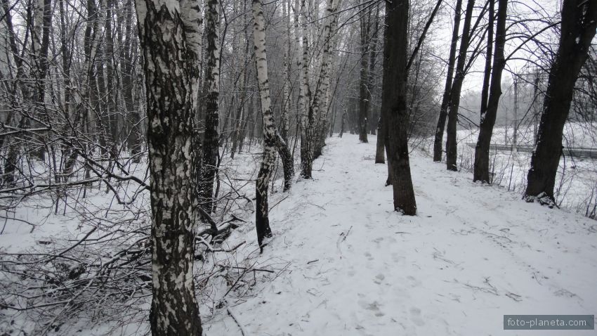 Лесная полоса