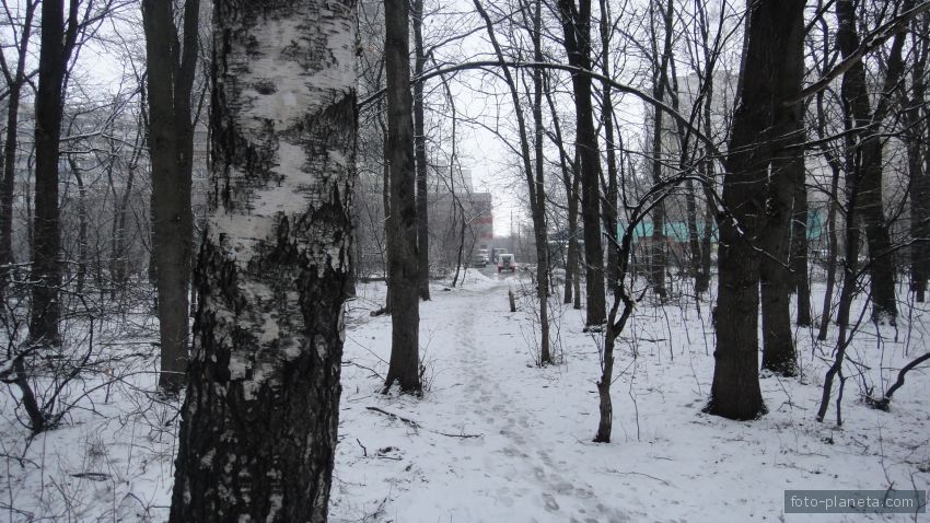 Лесозащитная полоса