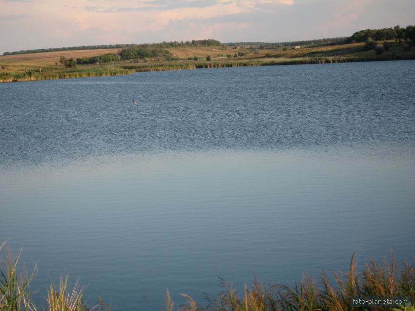 Ставок Райский.