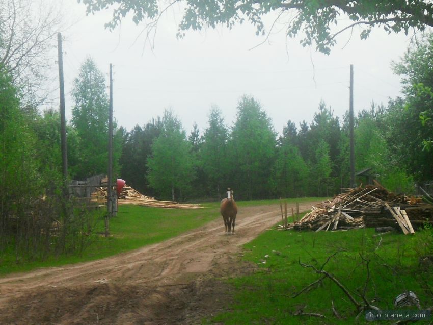 д.Суеваловы . местный конь. 2010г.