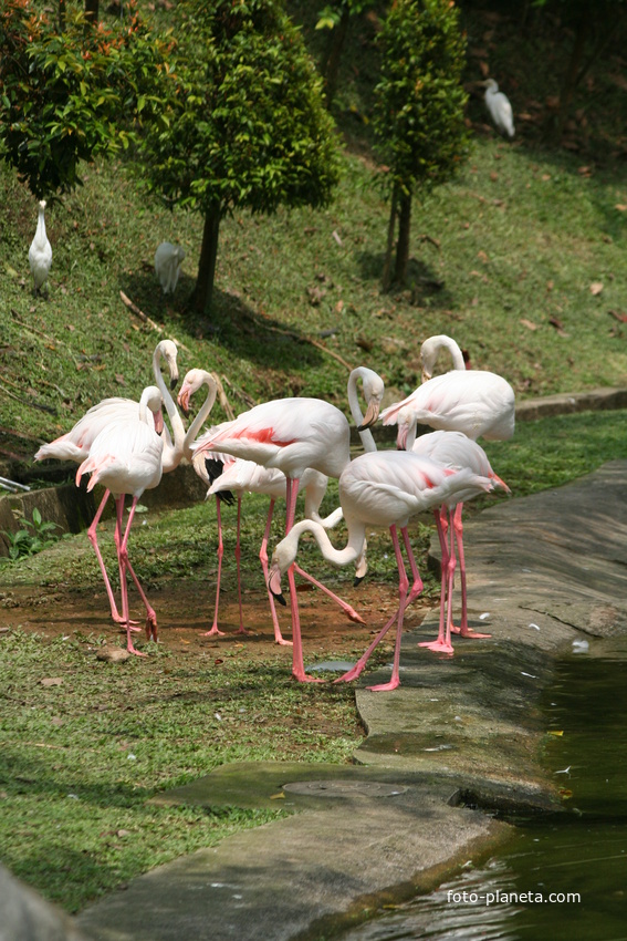 Куала-Лумпур. Парк птиц.