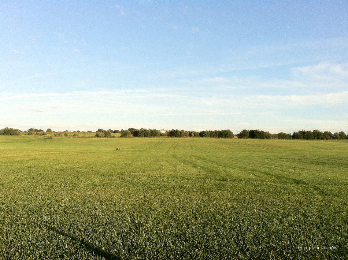 поле возле деревни Алакюля (2)