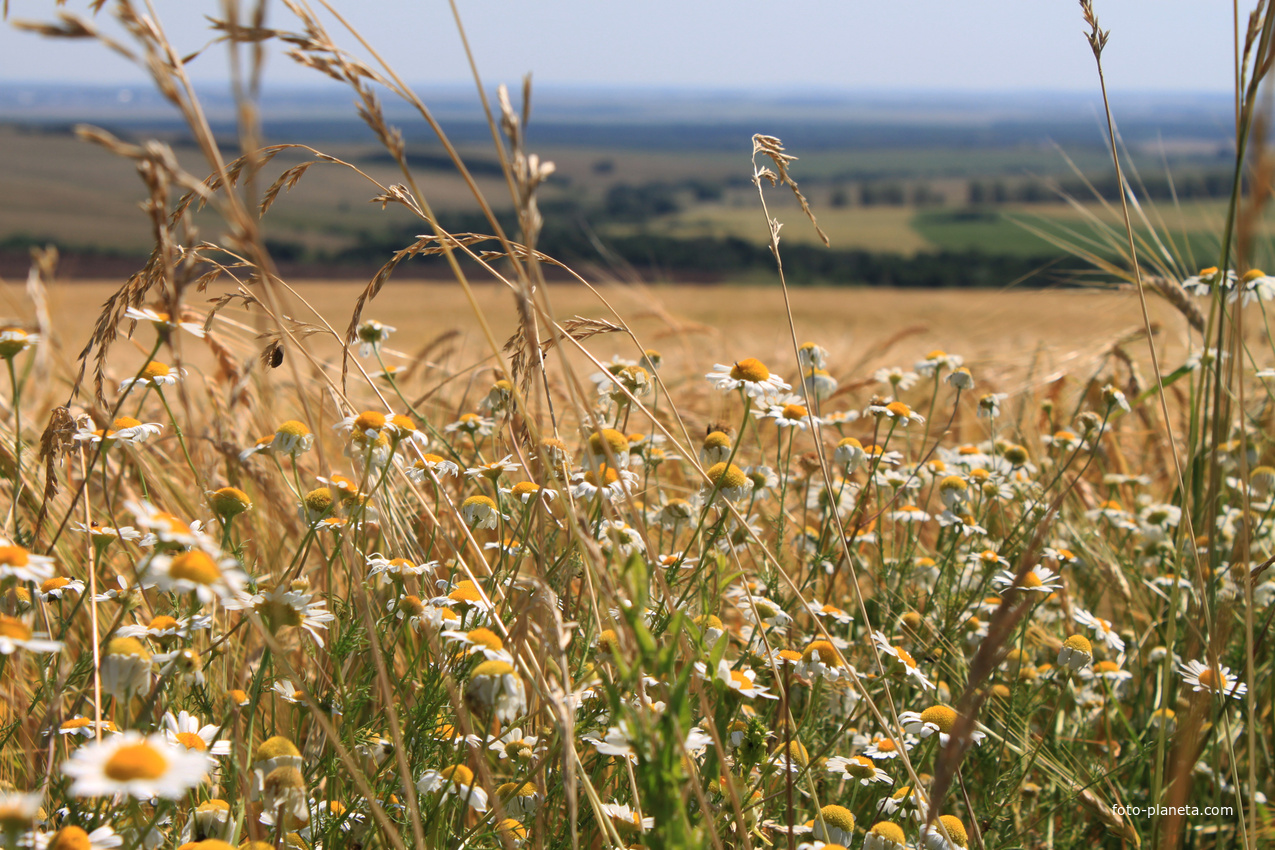 Алтаевские ромашки