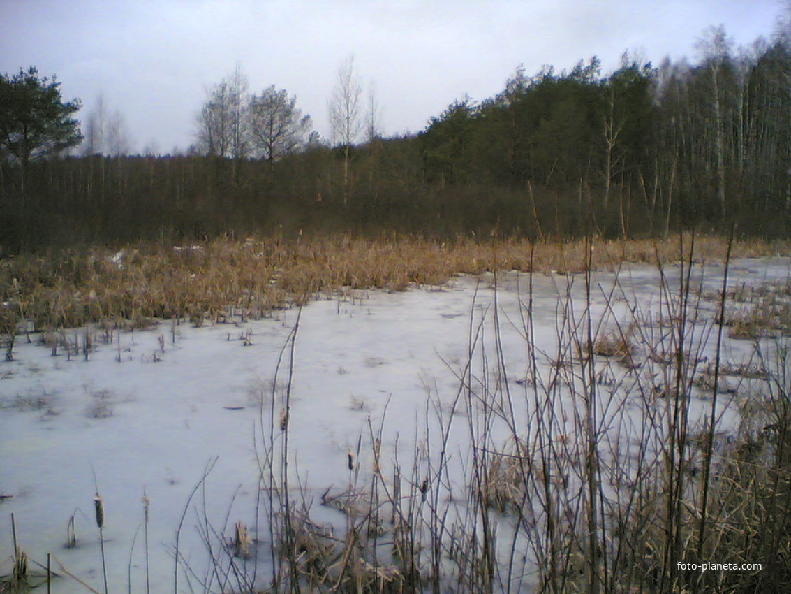 Курдюковское болото зимой