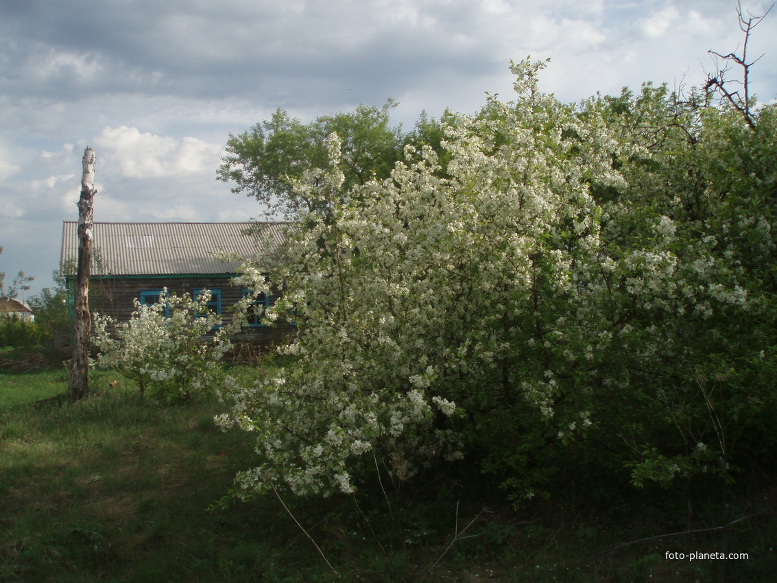 Ускюль. Школьный сад в мае 2011г.