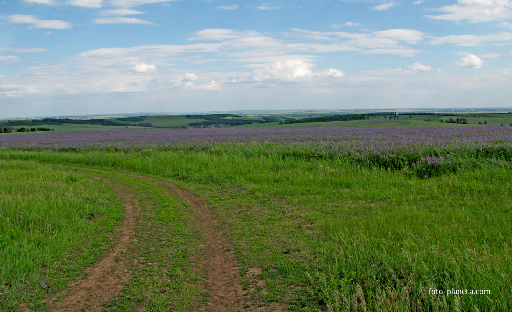 Дорога в поле