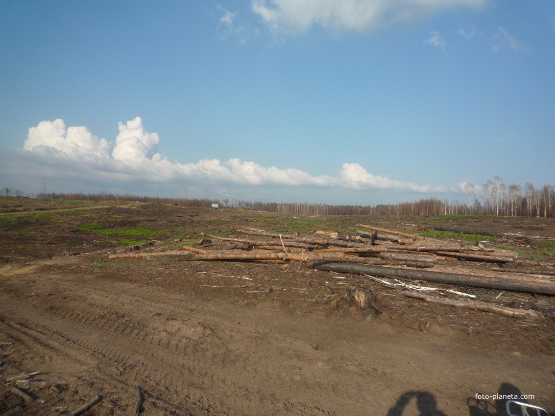 Сосновский лес после пожара
