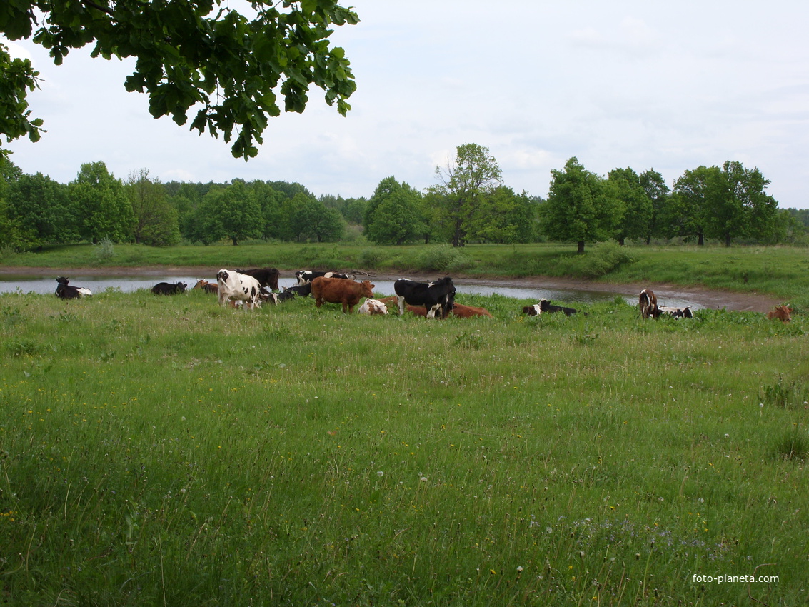 В дубраве Колтак