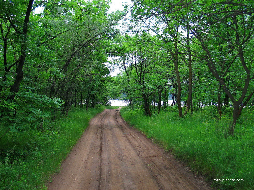 Лесные дороги Еленовки