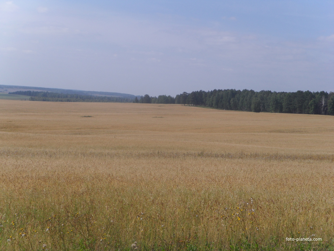 Пшеничное поле (в сторону Бадонок)