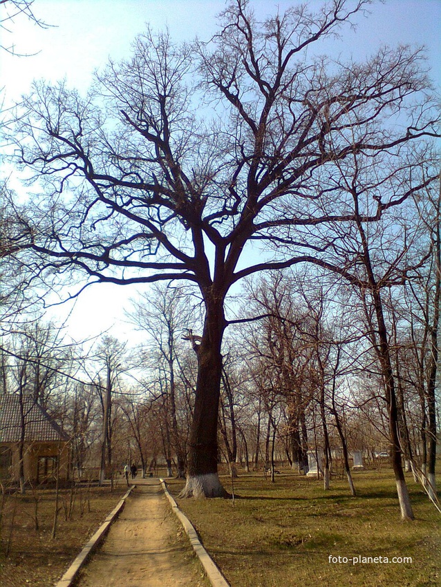 Балта-одно из самых старых деревьев парка