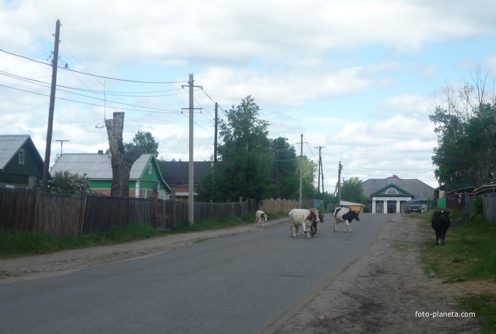 Коровы по улицам ходят…  Посёлок Чунский