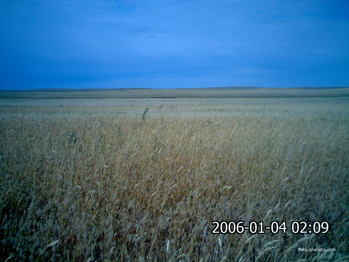 пшеничное поле саратовки.