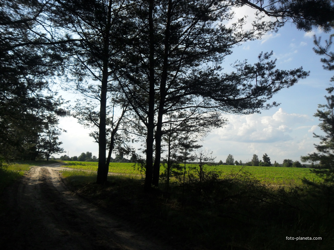 Выгляд вёскі з хвойніка