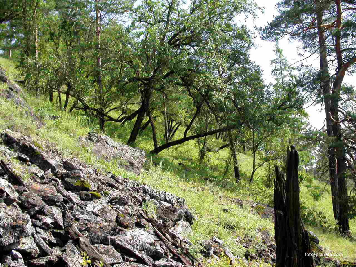 Сосново-черноберезовое редколесье на склоне в долину Будюмкана