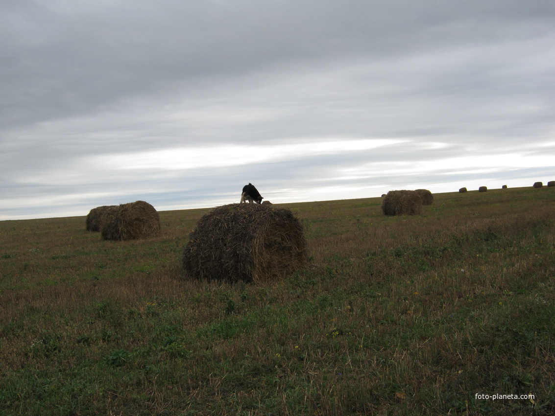 поле Людского