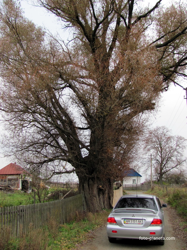 Дерево ще пам&#039;ятає часи козаків
