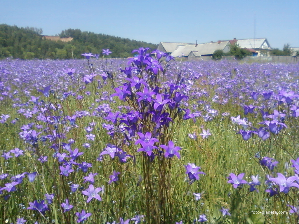 колокольчики