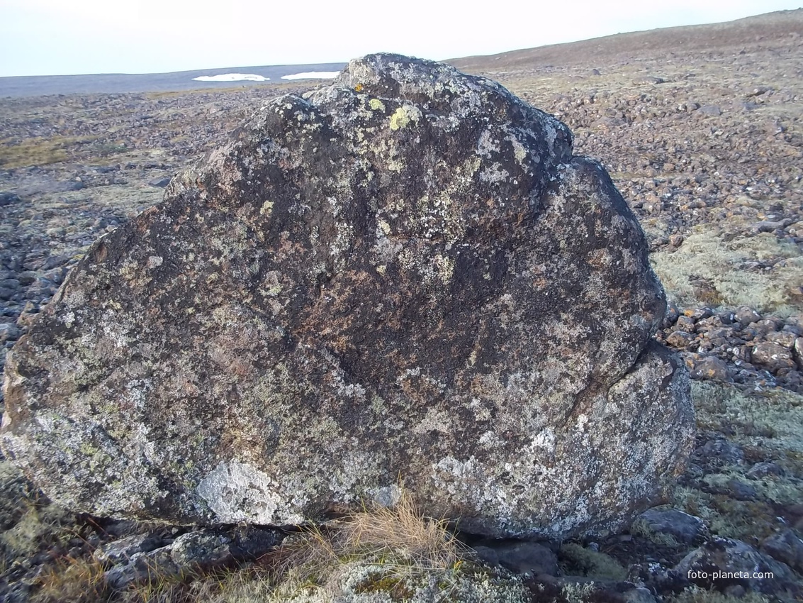 баранья голова на горе мохады